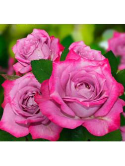 Саженец розы 