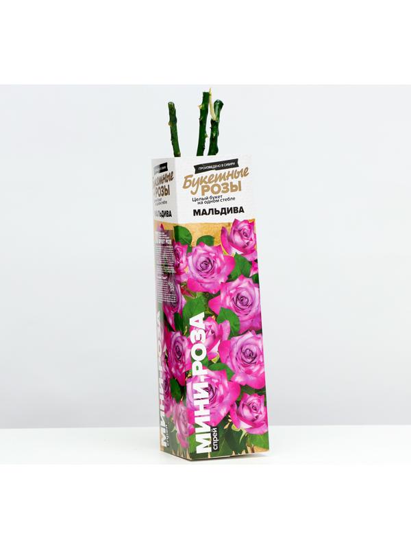 Саженец розы 