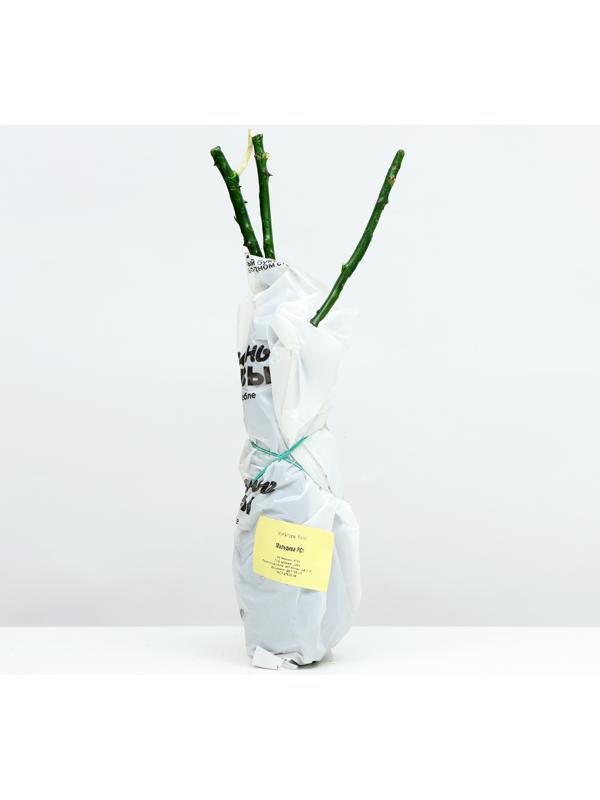 Саженец розы 