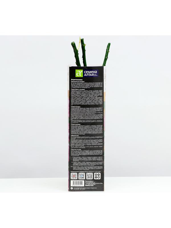 Саженец розы 