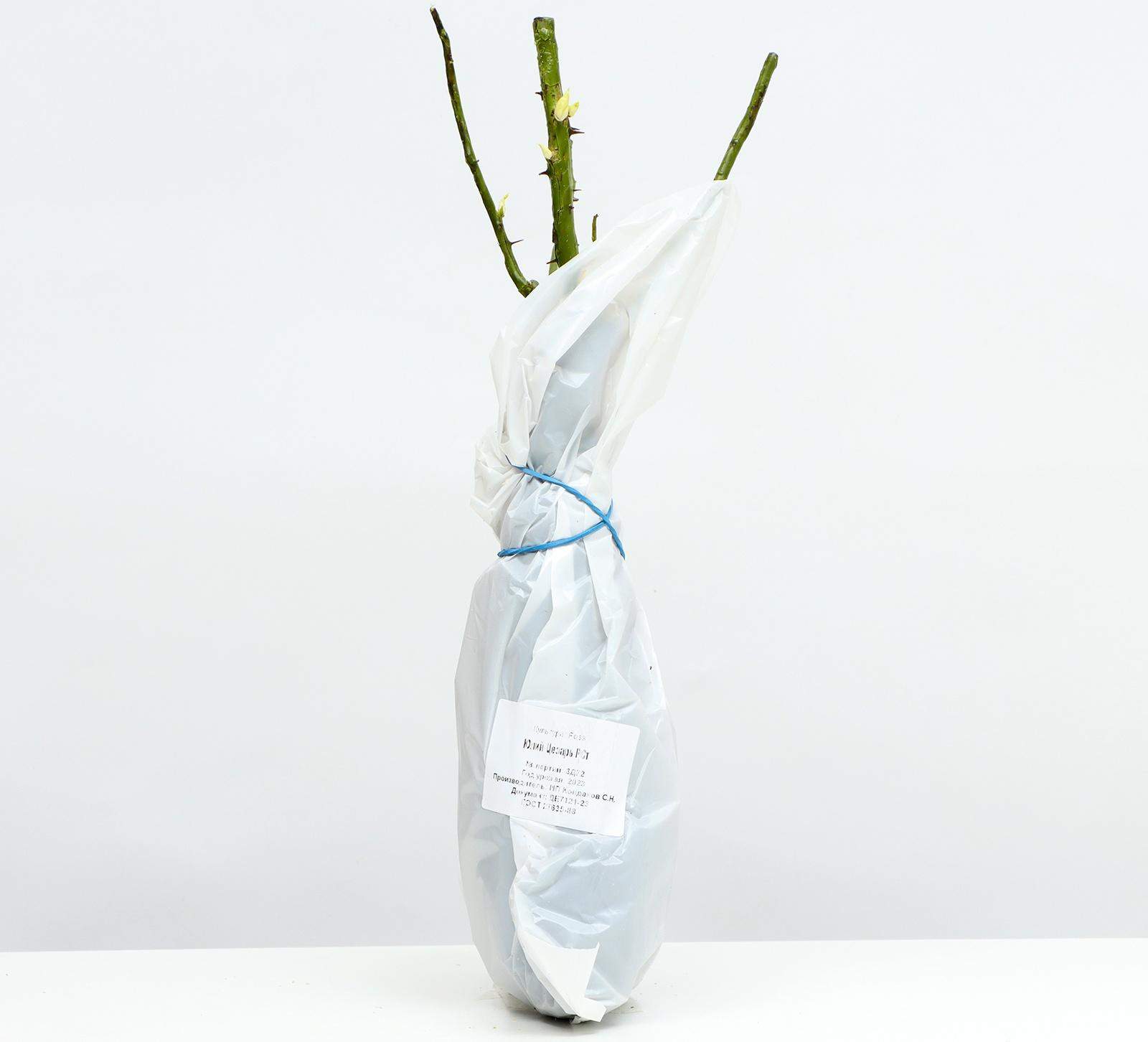 Саженец розы 