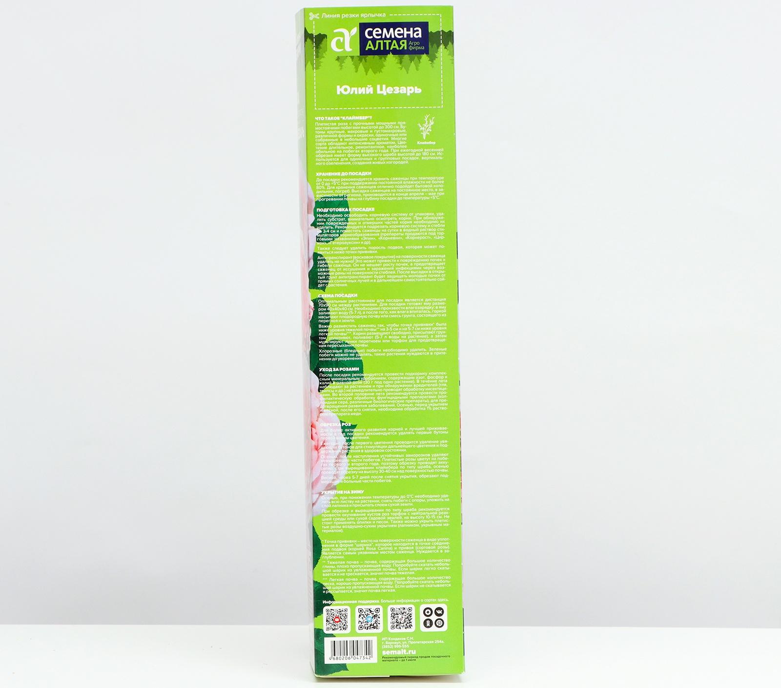 Саженец розы 