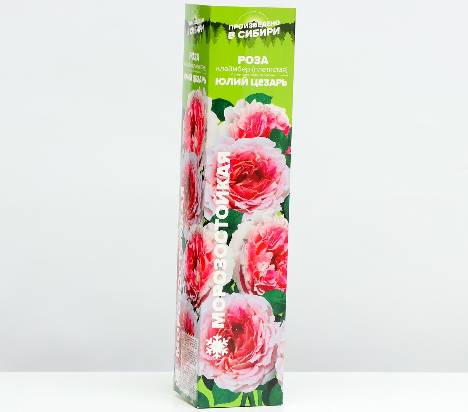 Саженец розы 