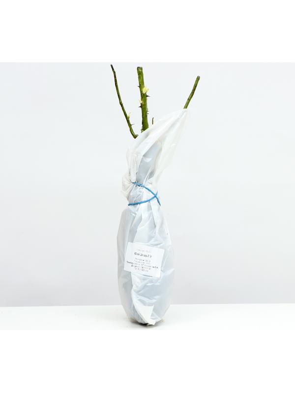 Саженец розы 