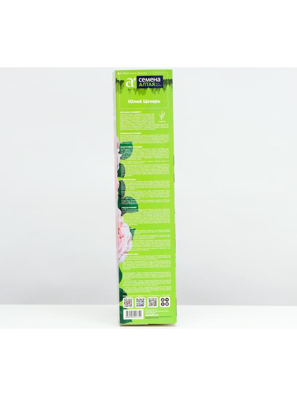 Саженец розы 