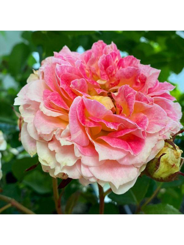 Саженец розы 