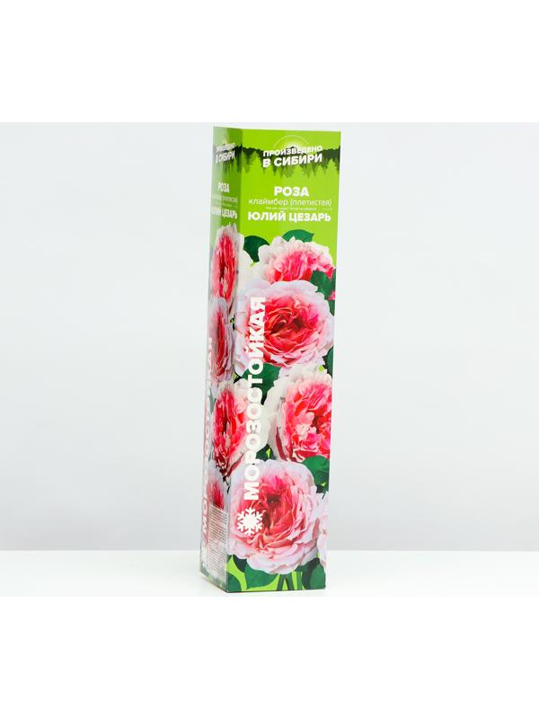 Саженец розы 