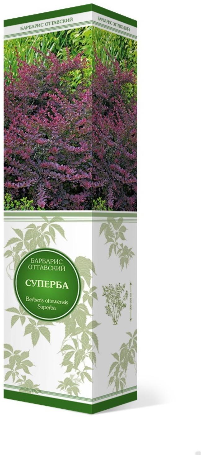Барбарис оттавский 