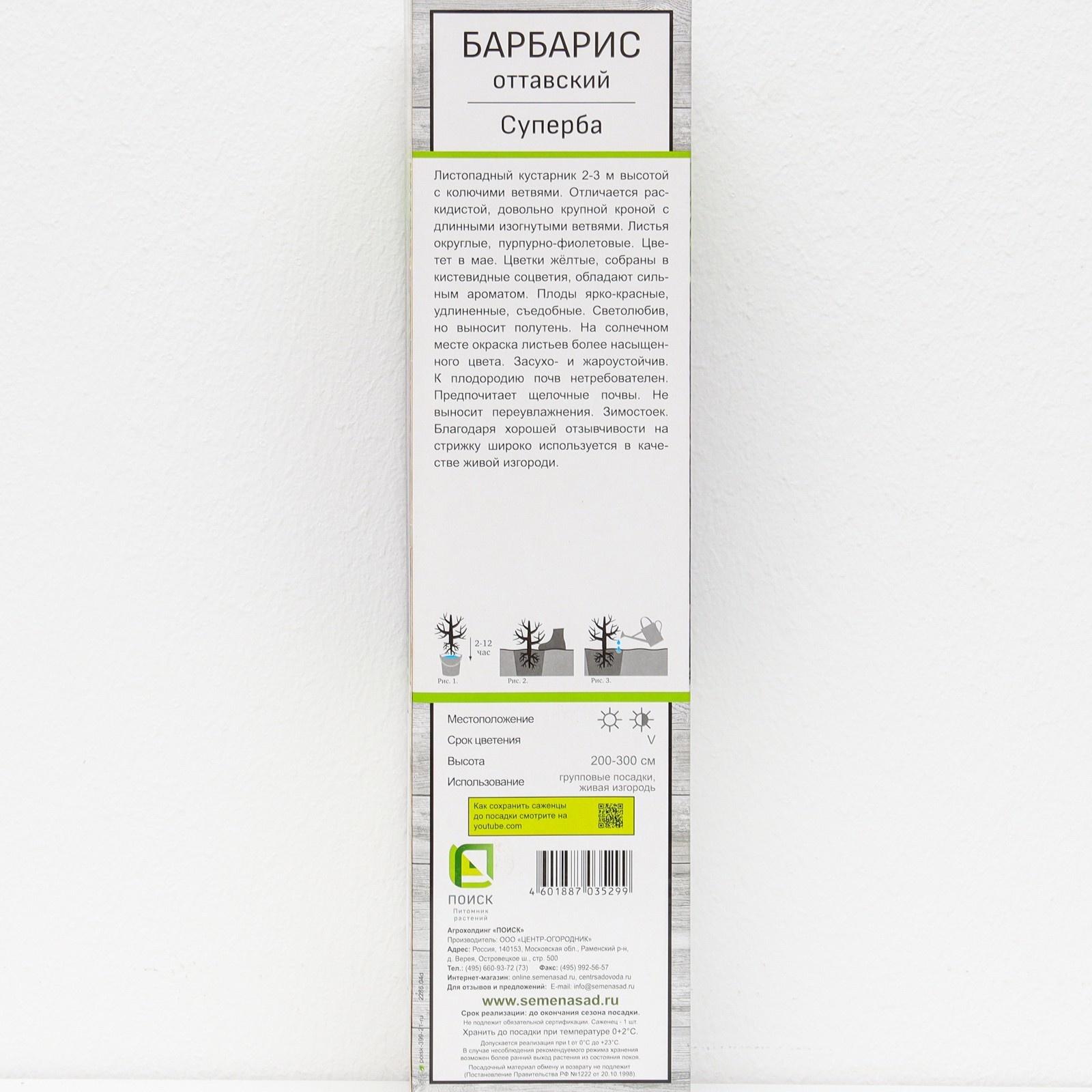 Барбарис оттавский 