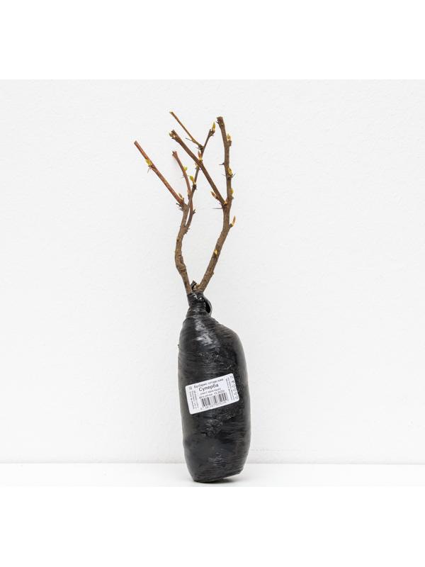 Барбарис оттавский 