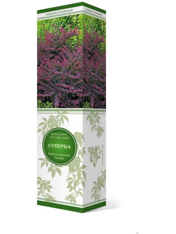 Барбарис оттавский 