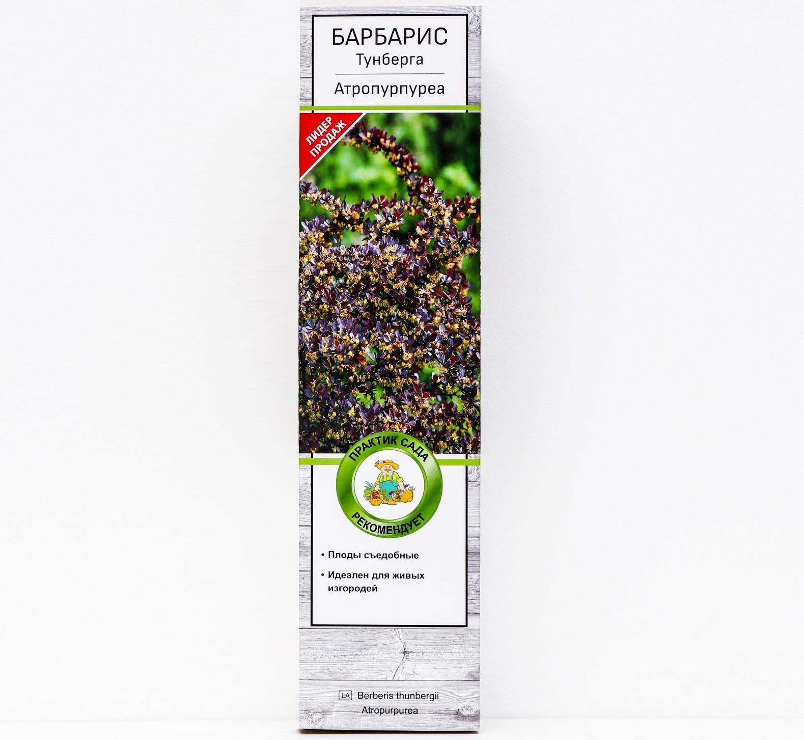 Барбарис Тунберга 