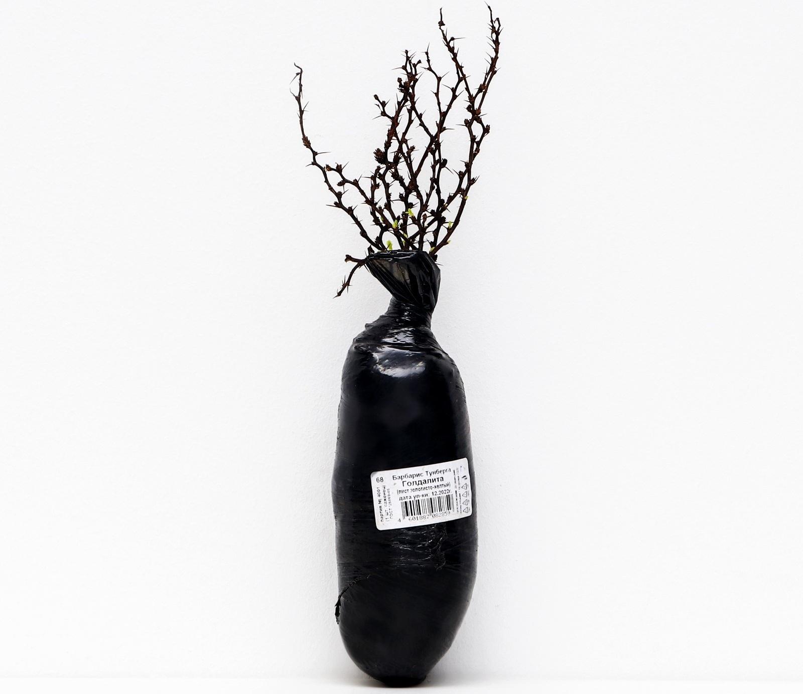 Барбарис Тунберга 