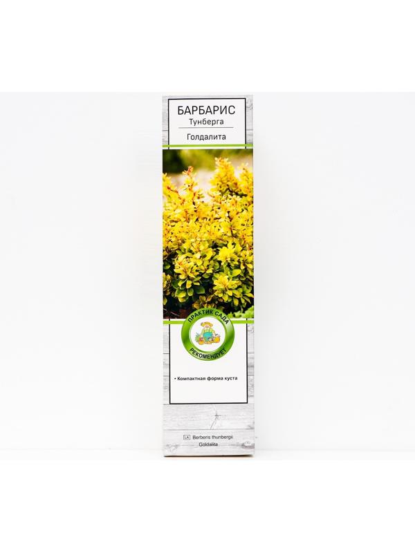 Барбарис Тунберга 