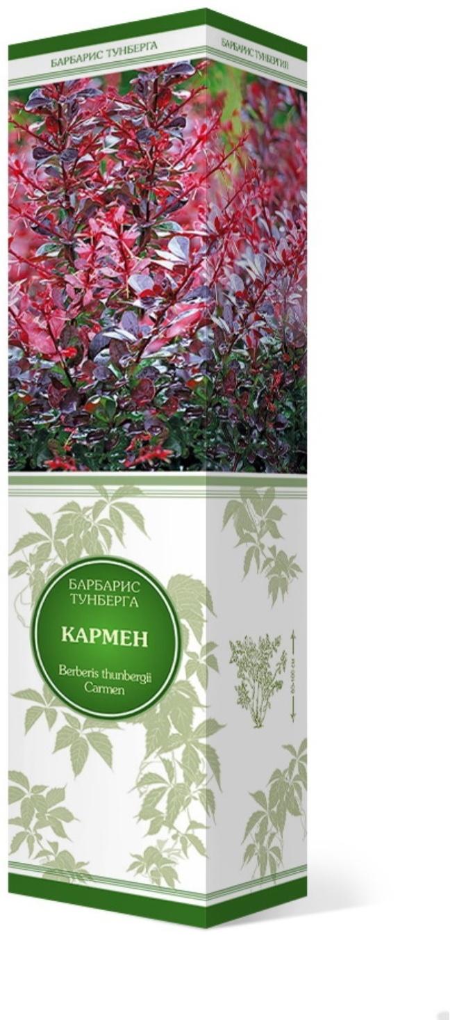 Барбарис Тунберга 