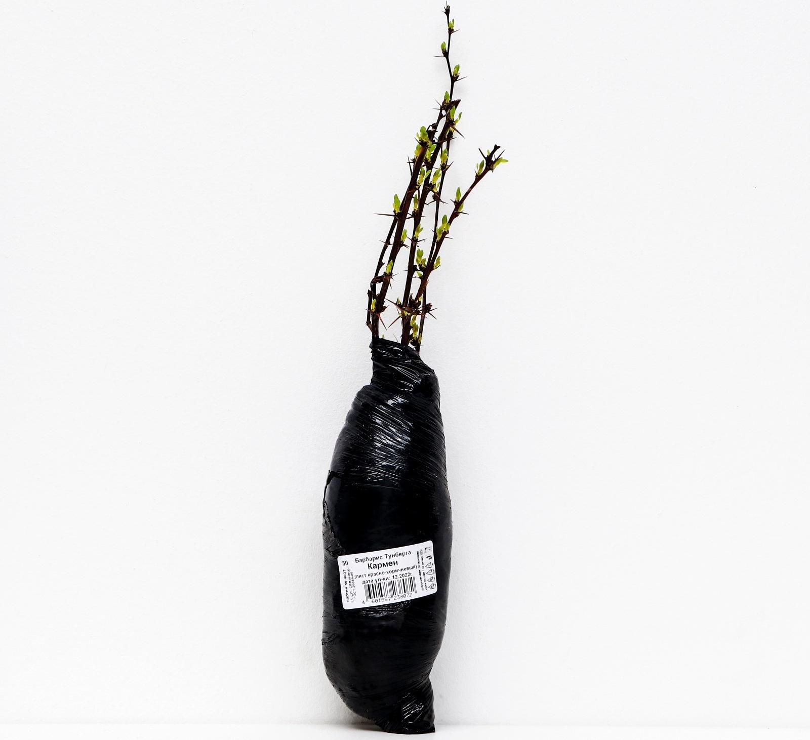 Барбарис Тунберга 