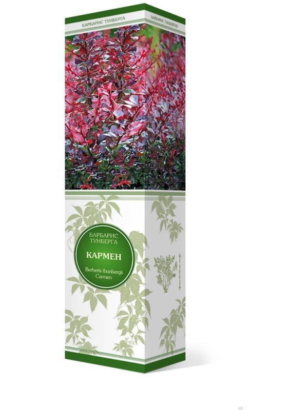 Барбарис Тунберга 