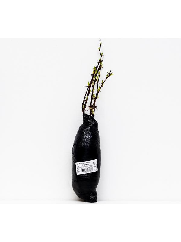 Барбарис Тунберга 