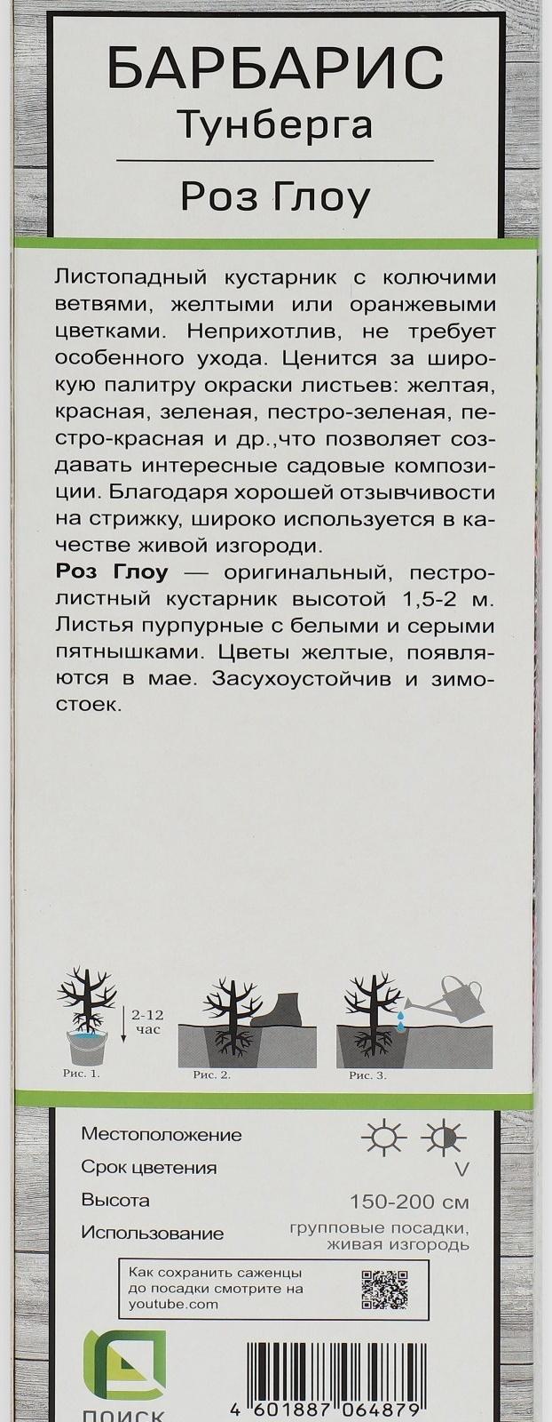 Барбарис Тунберга 