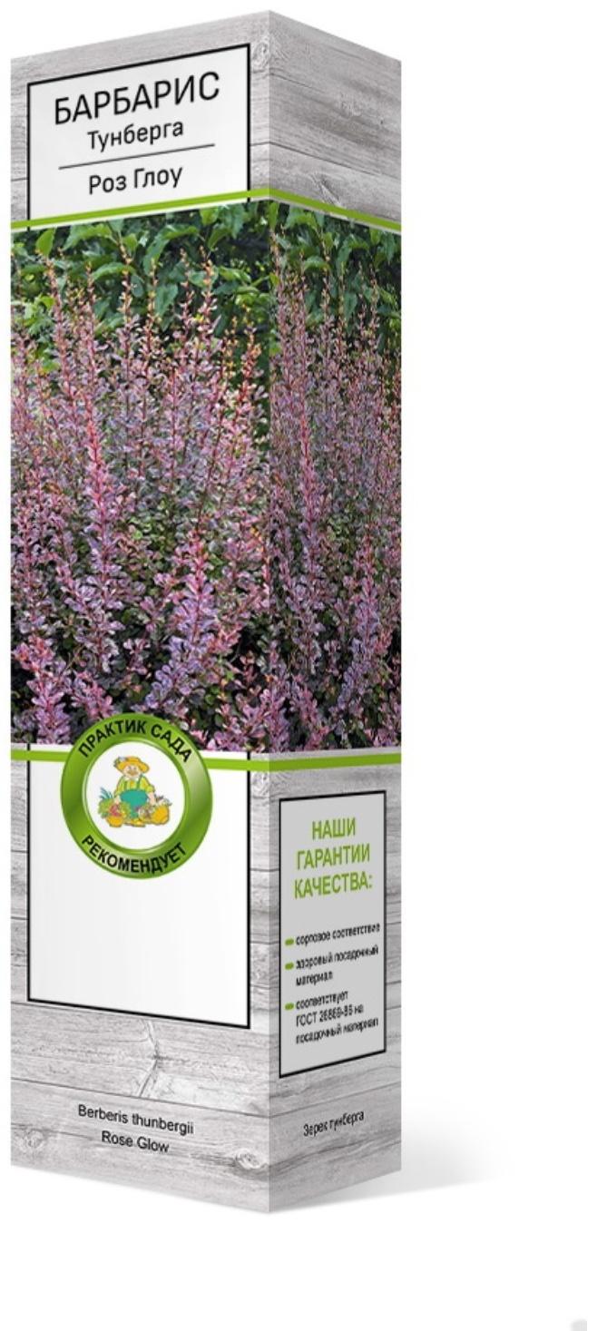 Барбарис Тунберга 