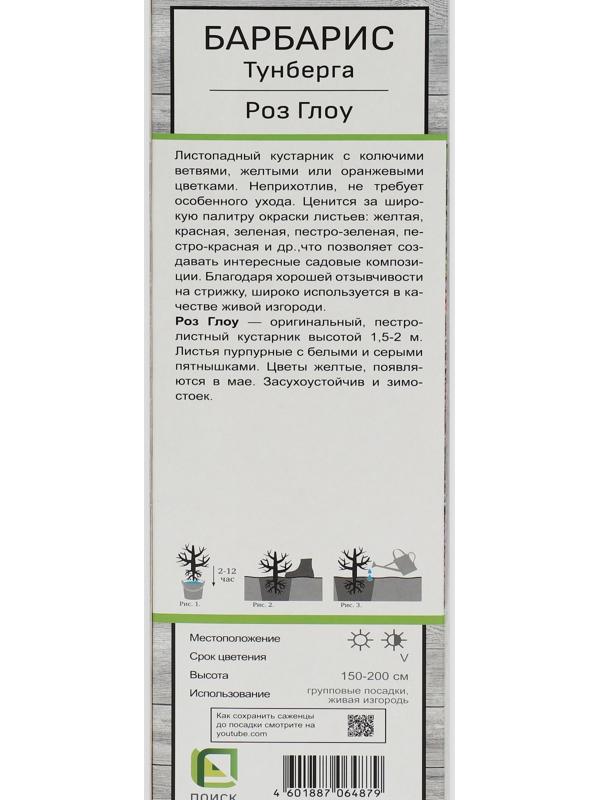 Барбарис Тунберга 