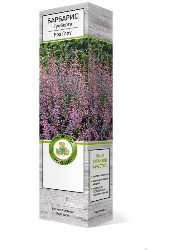 Барбарис Тунберга 