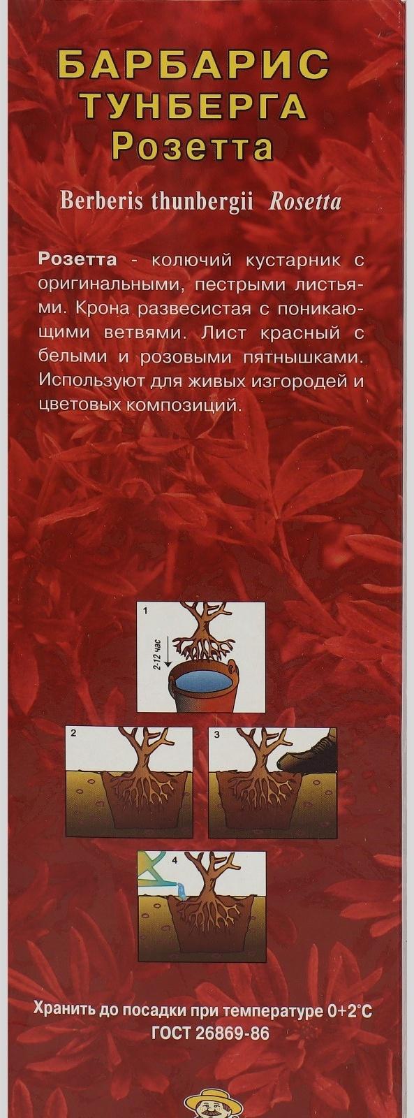 Барбарис Тунберга 