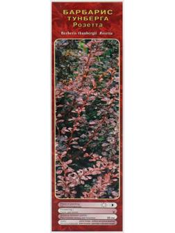 Барбарис Тунберга 