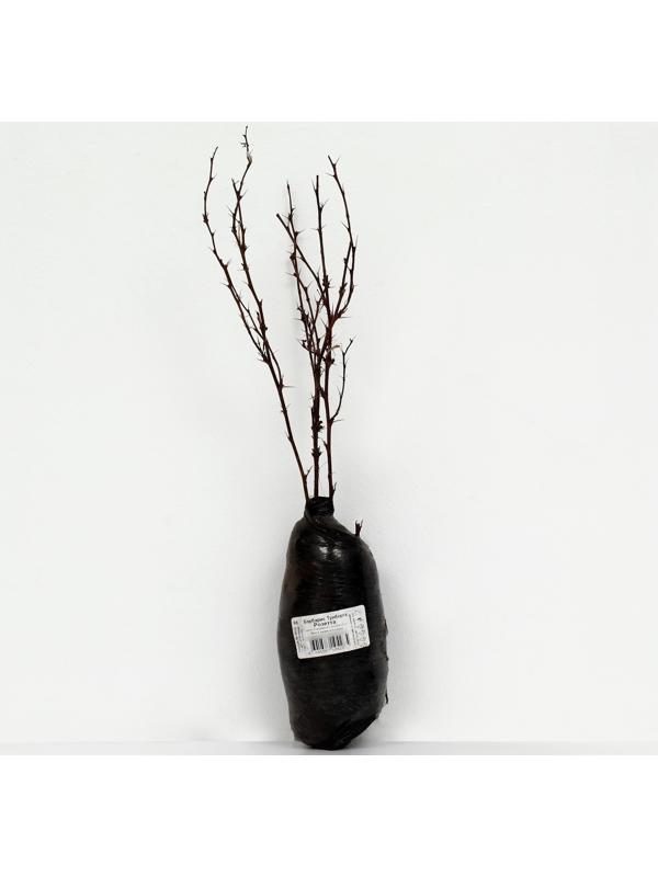 Барбарис Тунберга 