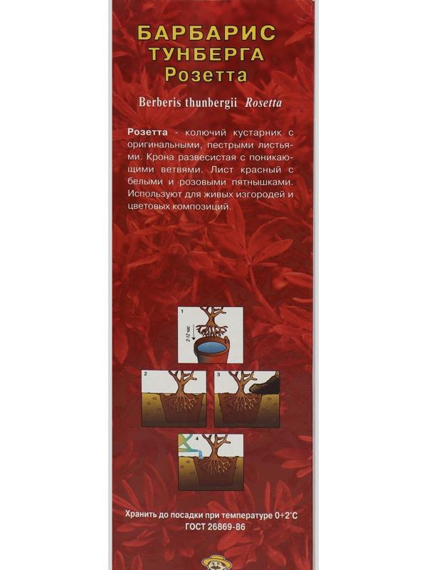 Барбарис Тунберга 
