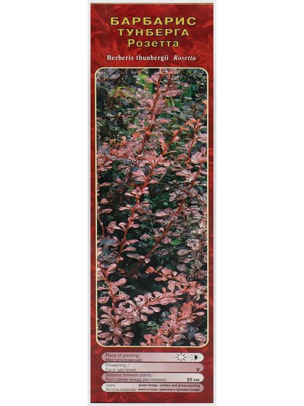 Барбарис Тунберга 