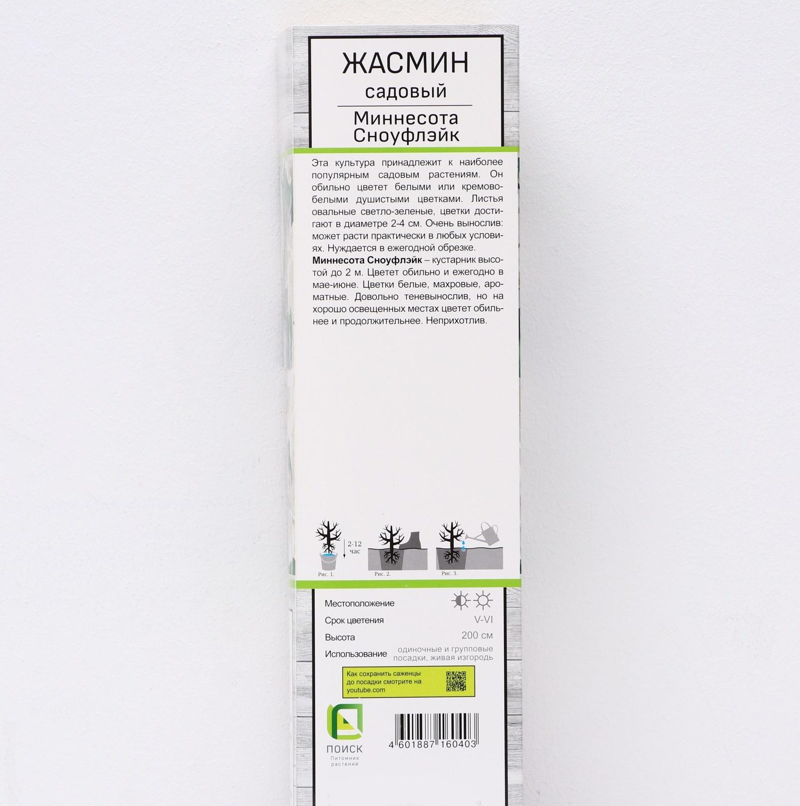 Жасмин садовый (Чубушник) 