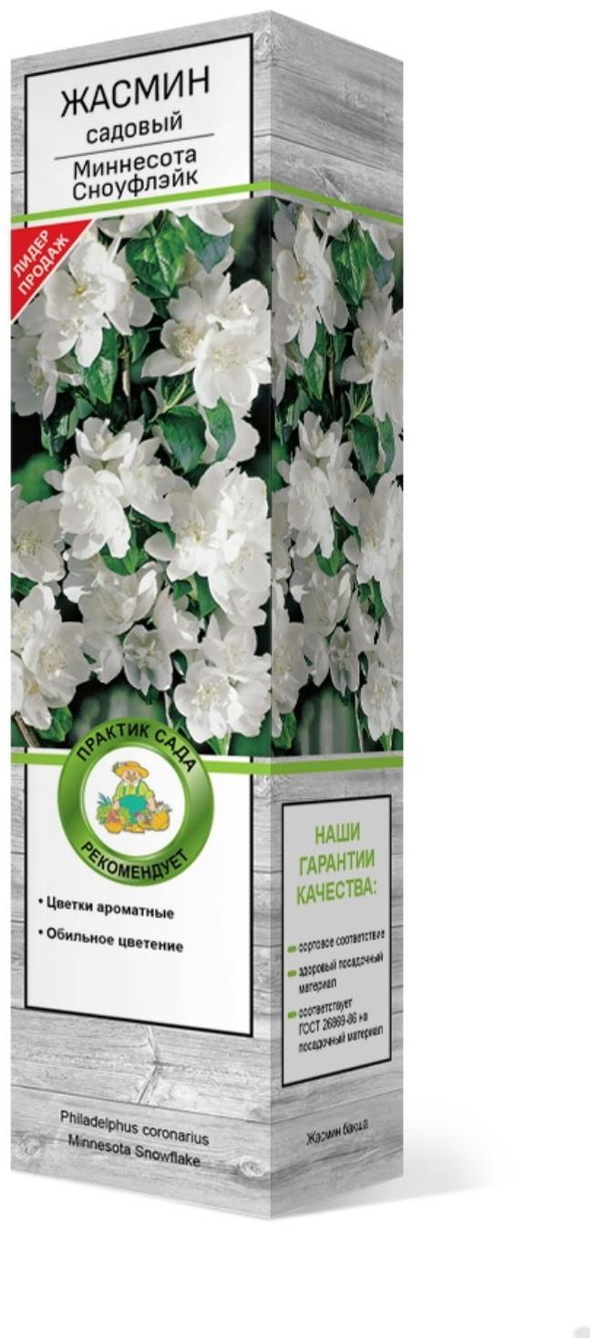 Жасмин садовый (Чубушник) 