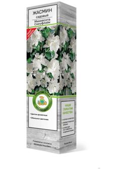 Жасмин садовый (Чубушник) 