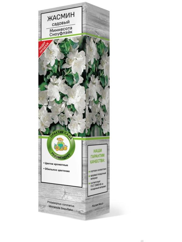 Жасмин садовый (Чубушник) 