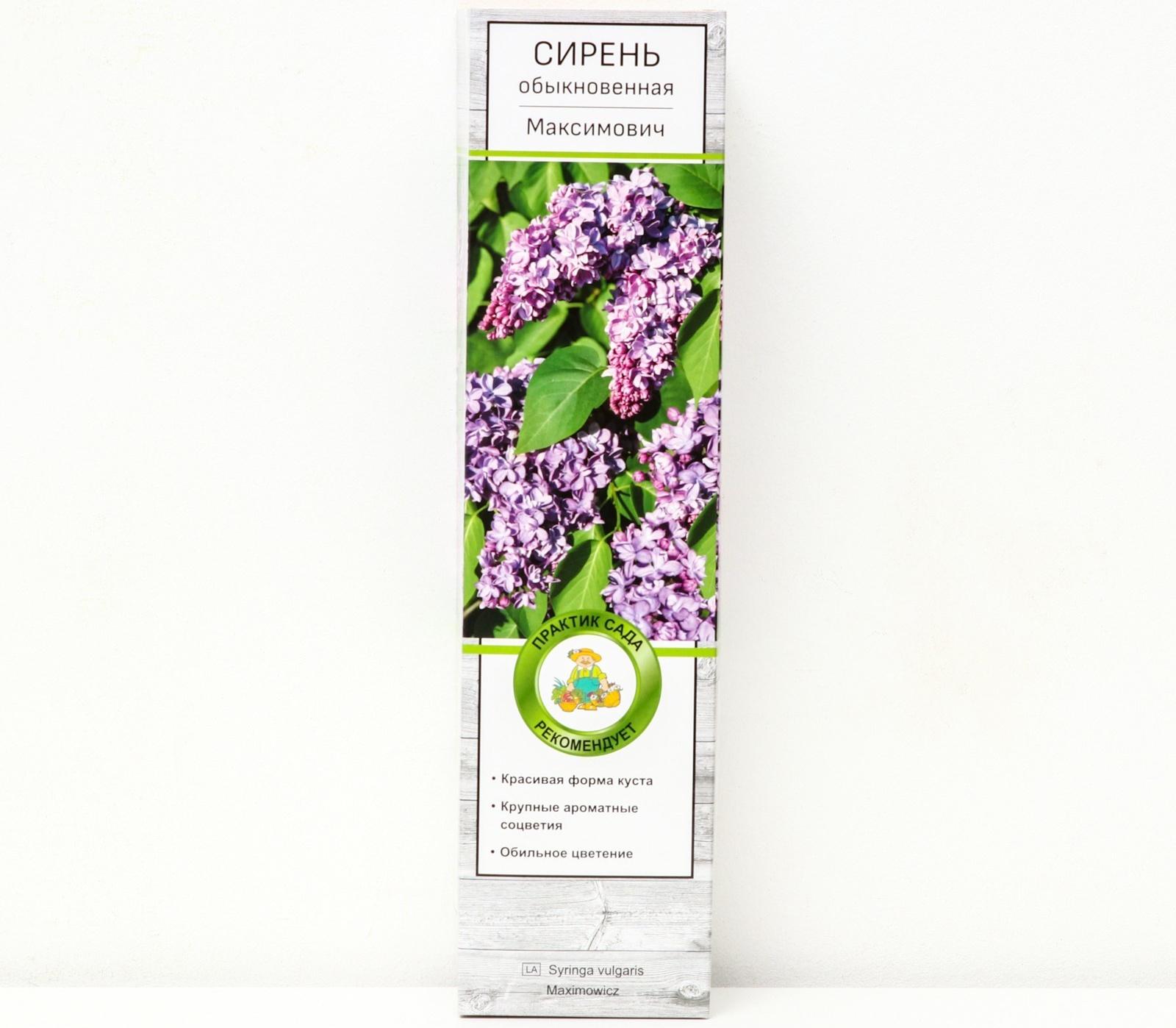 Сирень обыкновенная 