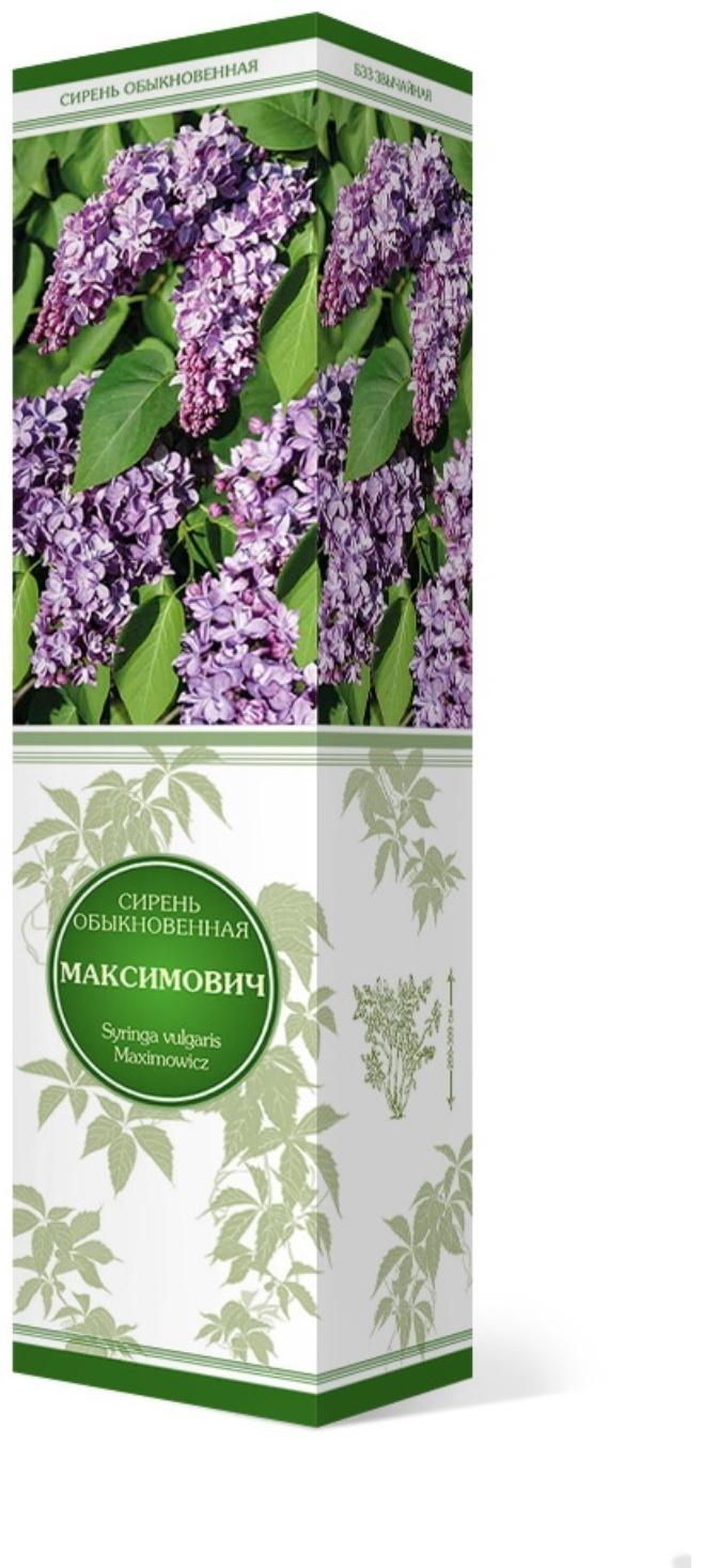 Сирень обыкновенная 