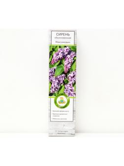 Сирень обыкновенная 