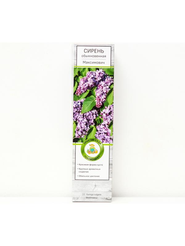 Сирень обыкновенная 