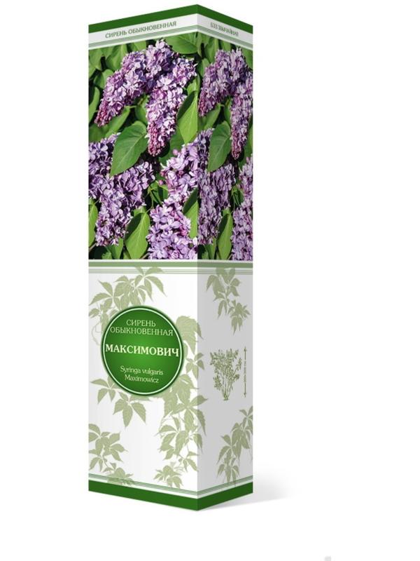 Сирень обыкновенная 