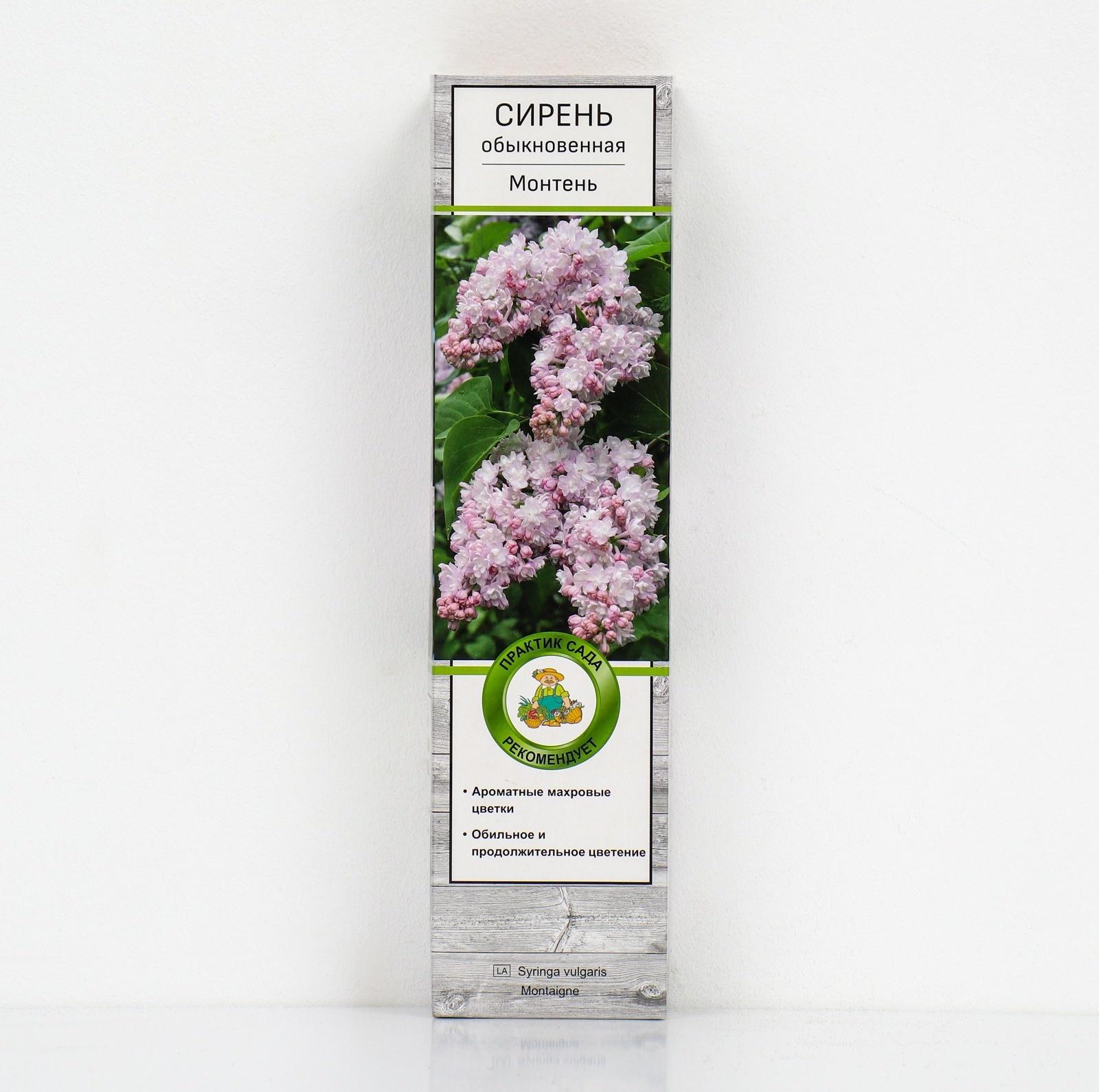 Сирень обыкновенная 