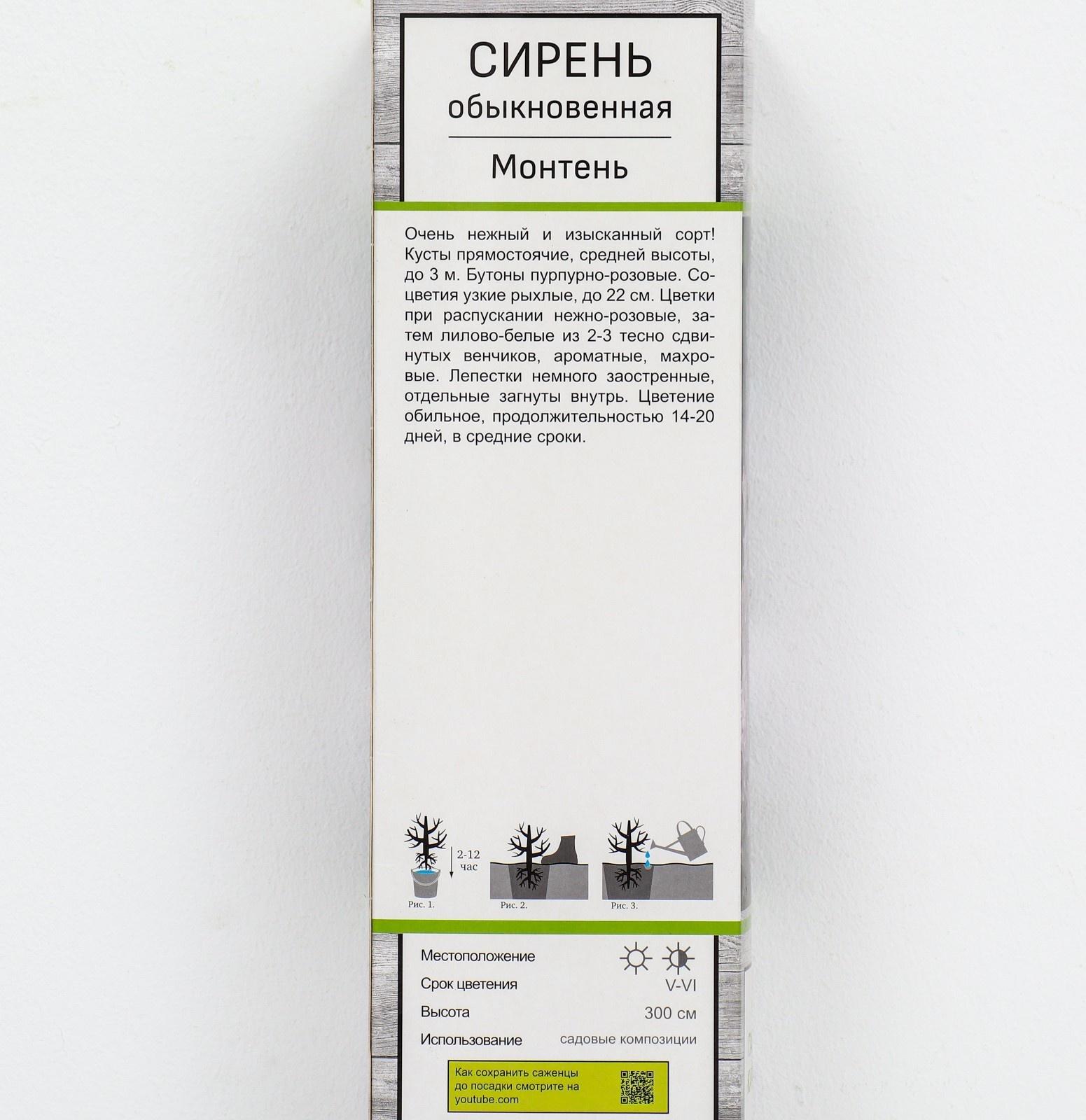 Сирень обыкновенная 