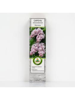 Сирень обыкновенная 