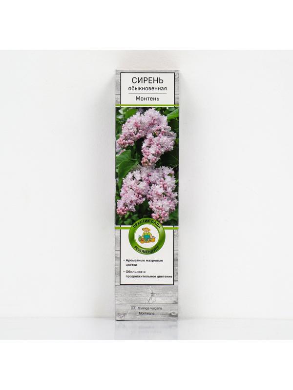 Сирень обыкновенная 