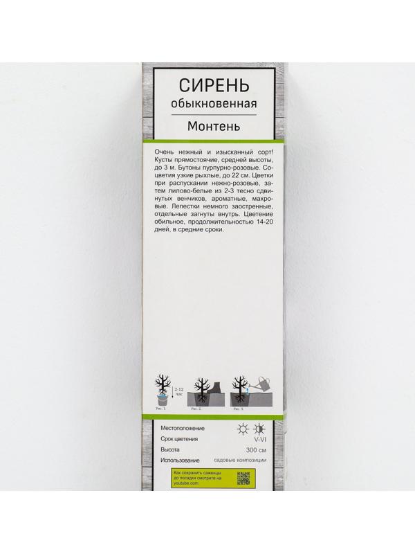 Сирень обыкновенная 