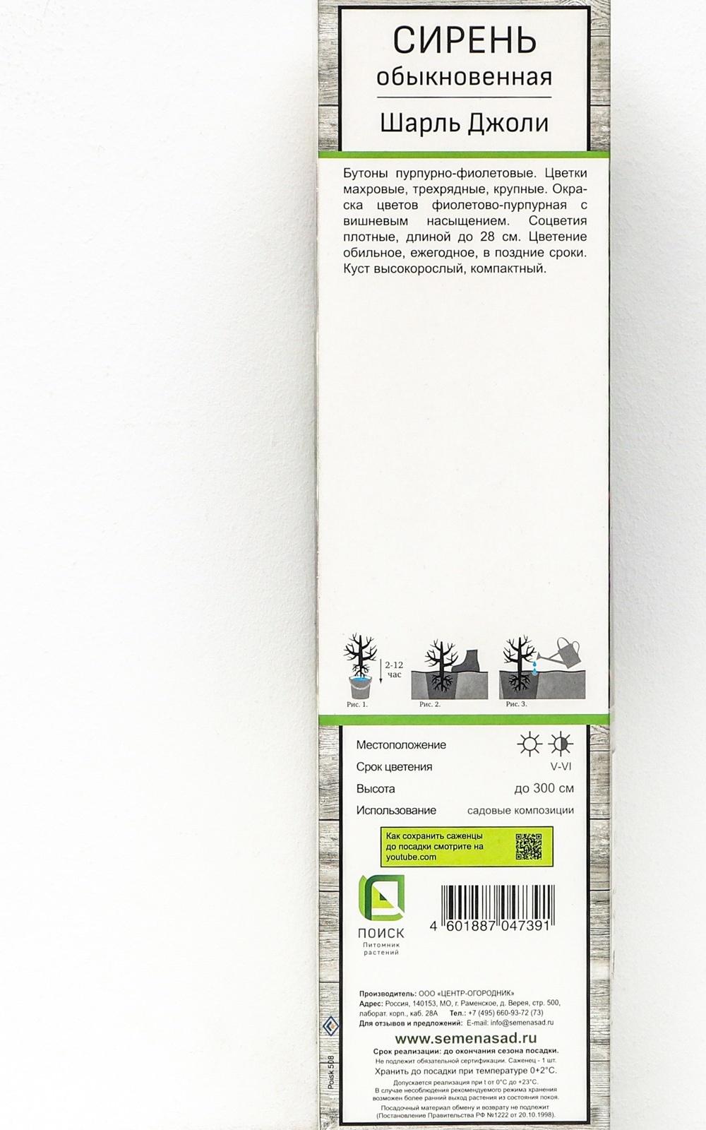 Сирень обыкновенная 