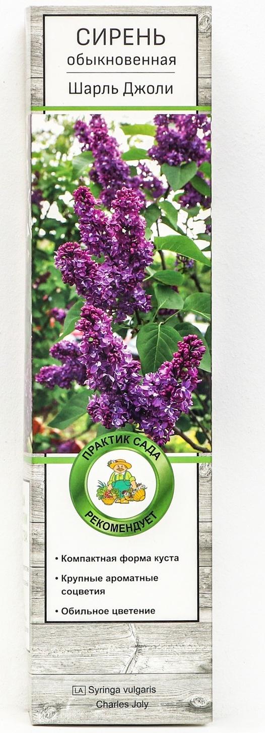 Сирень обыкновенная 