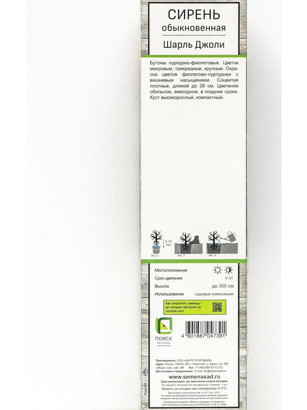 Сирень обыкновенная 