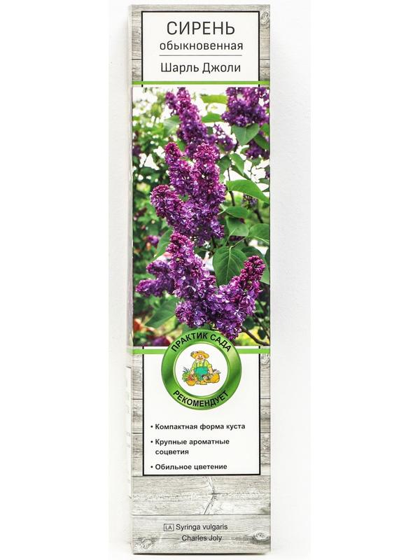 Сирень обыкновенная 