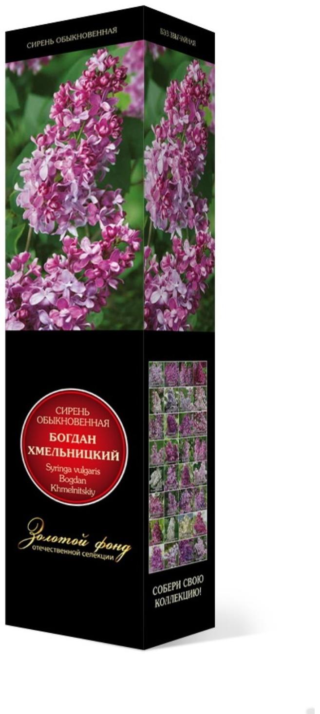 Сирень обыкновенная 